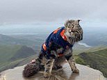 He’s a mountain rescue cat! Orion braves the elements as he climbs Wales’ highest summit Snowdon