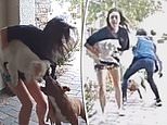Moment hero Amazon driver puts herself front rampaging pit bull in order to save customer’s daughter