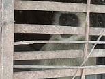 Primate suspects: Snarling monkeys bear their teeth from behind bars after being caught by locals