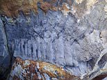 Fossils: Huge 8.9ft-long millipede dating back 326 million years is uncovered near Newcastle 