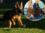 Biden adds a new PUPPY called Commander to the family