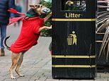 Dog takes lead on littered streets as she picks up discarded rubbish and dumps it in nearest bin 
