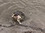 Mammoth crocodile is seen chewing on a baby shark near Proserpine in north Queensland