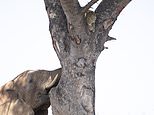 Leopard is forced to hide up a tree after angry elephant chases it away from its herd 
