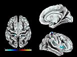 Brain region linked to genital touch in women is discovered