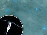 Snow is seen GLOWING in Russia after tiny bioluminescent animals wash ashore from the White Sea