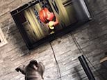 VIDEO: Staffordshire bull terrier watches his favourite film Frozen