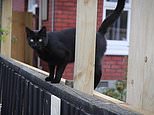 Keith the kleptomaniac cat terrorises a neighbourhood in Christchurch, New Zealand