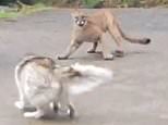 VIDEO: Husky charges at a cougar threatening its owner’s house in rural Canada