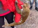 Pushy monkey rips open drink carton in tourist’s pocket at Chinese national park&nbsp;[Video]
