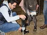 Donkey that faced being put down due to deformed leg gets prosthetic just in time for Christmas 