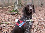 Juno the Norfolk search and rescue dog is rescued from a river reed bed, six days after vanishing