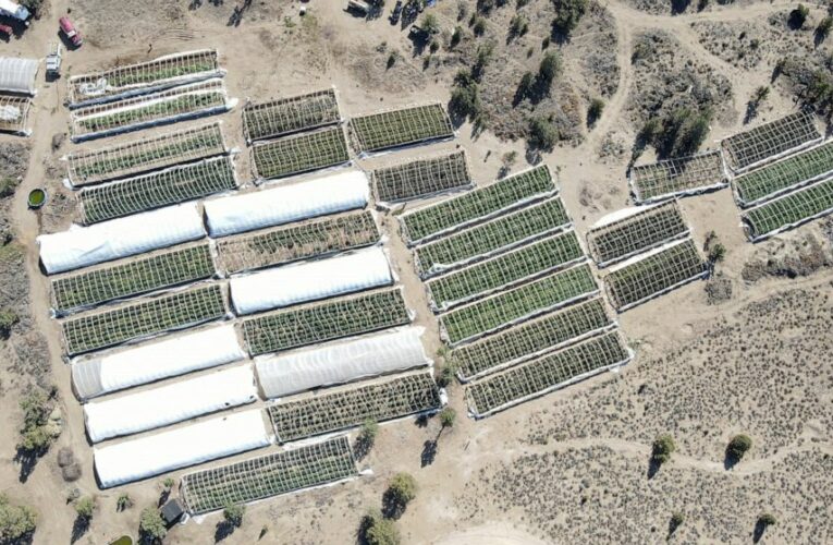 Awash in illegal pot farms, Oregon plans millions for relief