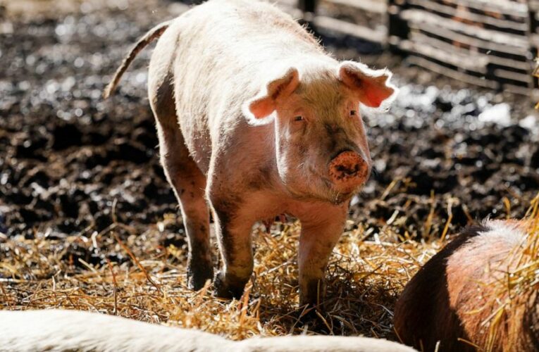 Will new bacon law begin? California grocers seek delay