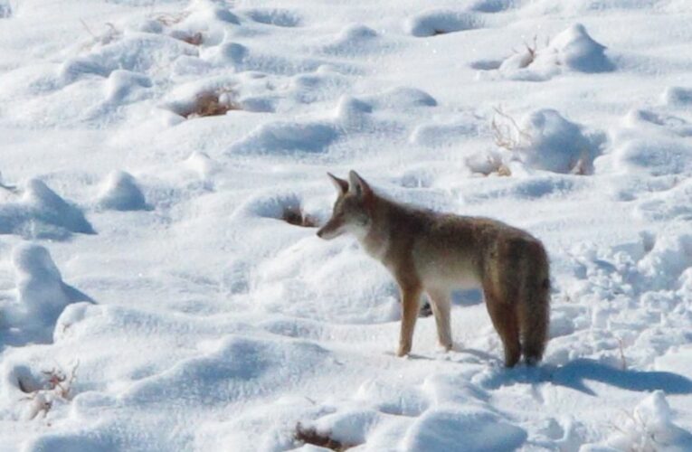 New legal battle over predator killing in Nevada wilderness