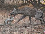 Baby impala is hunted down by a huge python before a hyena snatches it from the snake [video]