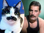 Meet the celebrity copycats! The funny-faced felines who resemble other famous stars 