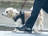 I’m the boss now! No10 aides make sure Dilyn still gets his walkies as Boris isolates