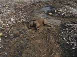 Two more ‘Dumbos of the Dump’ lose their lives: Elephant pair die at Sri Lankan refuse facility