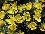 Pure gold for winter: Buttercup yellow aconites brighten up the gloomiest of grey days 