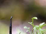 Water pollution is threatening to wipe out UK’s life-saving leeches, experts warn&nbsp;