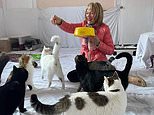 Owners of four-star bed and breakfast in Edinburgh turn guest room into sanctuary for kittens