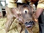 Villagers worship cow born with THIRD EYE as they believe it is the incarnation of Hindu God Shiva 