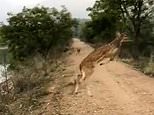Bouncing Bambi! ‘Flying’ deer in India soars high into the air in jaw-dropping leap [VIDEO]