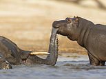 Hungry hippos bite on an ELEPHANT carcass despite being herbivores in Botswana