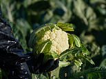 Tesco set to slash price of cauliflower after winter vegetables that flowered too late for Christmas