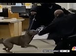 San Francisco library guard is attacked by dog after they approached its owner to administer Narcan
