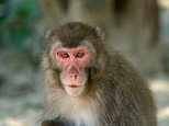 Japan’s Monkey Queen could lose her title amid mating season, experts say