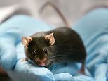 Covid: Chinese scientists say DNA suggests Omicron variant originated in MICE?