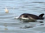 Dolphins are caught on camera playing football using a JELLYFISH in Wales [video]