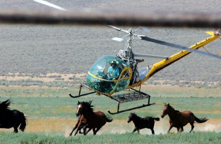 US plans more wild horse roundups this year than ever before