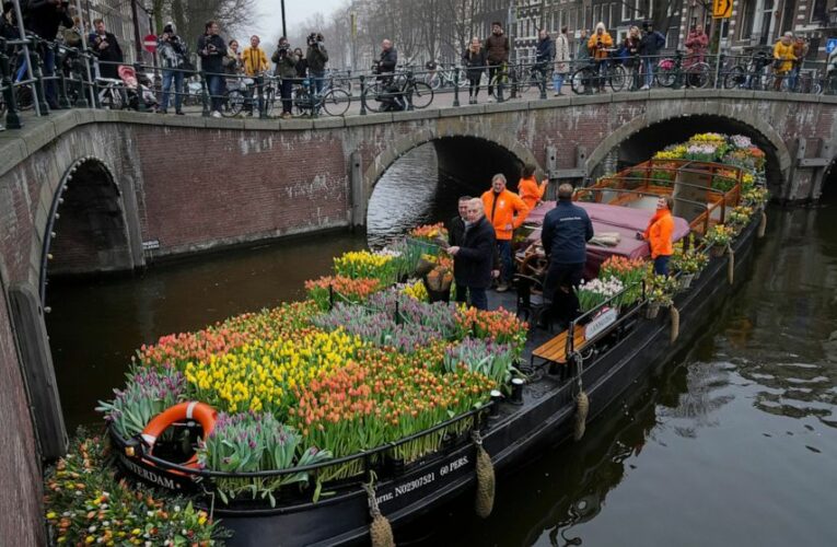 Tulips for Amsterdam: Growers hand out free flowers