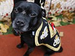 Hero’s send-off with soldier pallbearers for Watchman V, the Army mascot dog for 13 years 