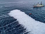 Dutch trawler dumps 100,000 dead fish off the coast of France