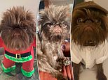 Brussels Griffon likened to Gizmo from the film Gremlins