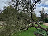 ‘Newton’s famous apple tree’ in Cambridge University Botanic garden is FELLED by Storm Eunice gales