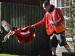 The pheasant’s revolt: Postman faces plucky nemesis on daily battle to make his deliveries&nbsp;