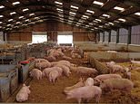 Farmers blast ‘disgraceful’ pig industry crisis as 40,000 healthy animals are culled