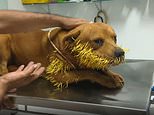 A prickly situation! Dog called Thor left with hundreds of quills stuck in its face in Brazil