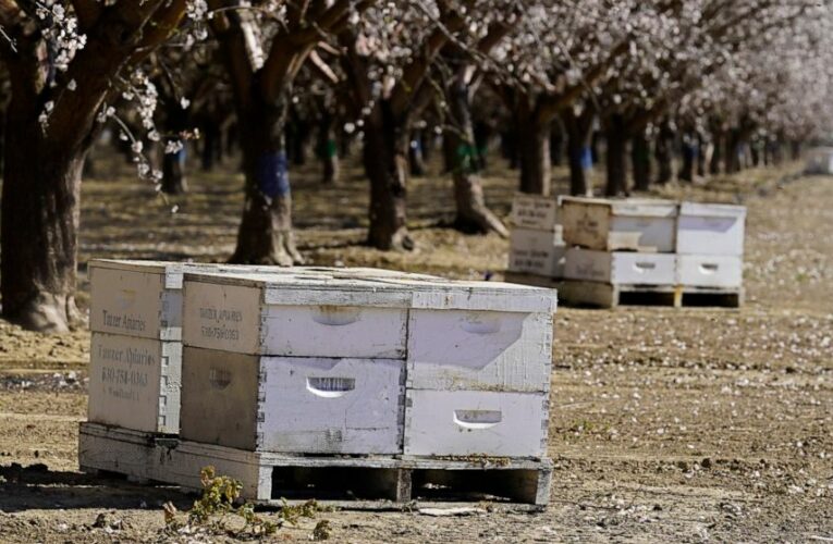 Beekeepers turn to anti-theft technology as hive thefts rise