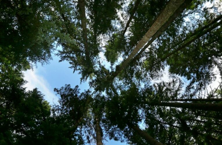 Report: Corporate climate pledges are weaker than they seem