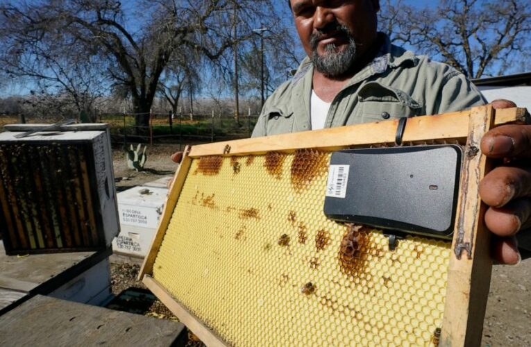 Beekeepers turn to anti-theft technology as hive thefts rise