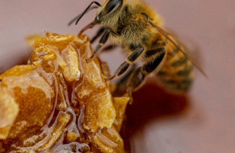 Drought, pesticides take a toll on Chile’s crucial honeybees