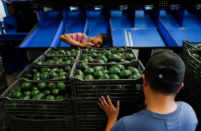 Experts see avocado price rise, damage to Mexican producers