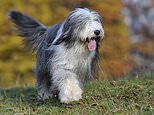 Demand for larger dog breeds soars as lockdowns drive families into more spacious homes