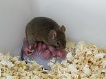 Fatherless mice are created in lab using only unfertilised mouse eggs